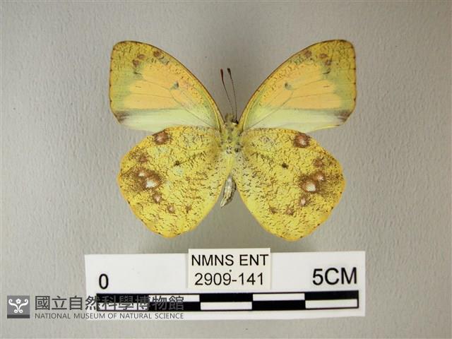異粉蝶、雌白黃蝶藏品圖，第2張