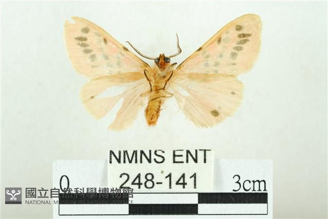 三條橙燈蛾藏品圖，第2張