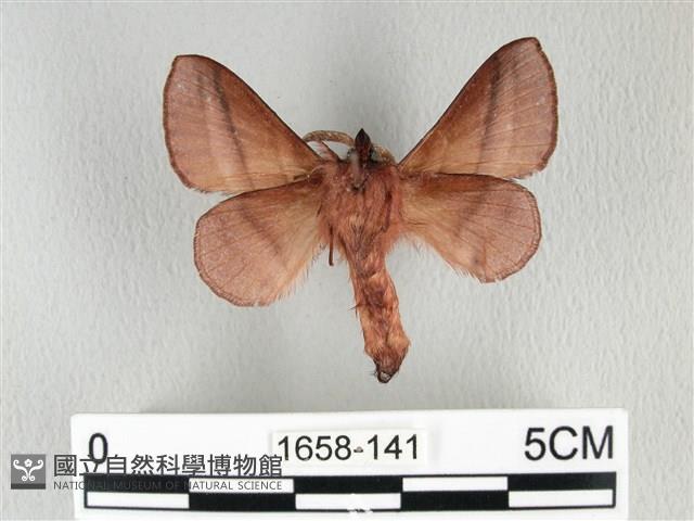 川邊氏枯葉蛾藏品圖，第2張