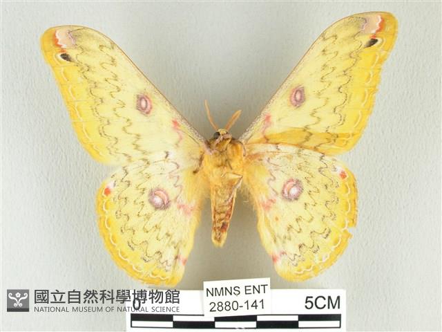 黃豹天蠶蛾藏品圖，第2張
