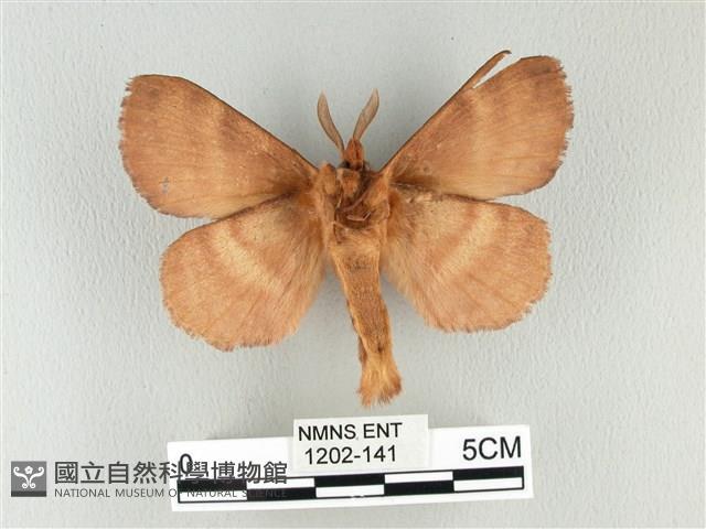 波紋枯葉蛾藏品圖，第2張