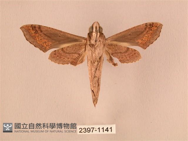 斜線天蛾藏品圖，第2張