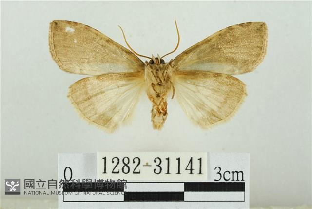 霧社環波紋蛾藏品圖，第2張