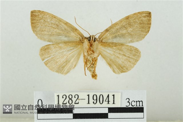 藹環波紋蛾藏品圖，第2張