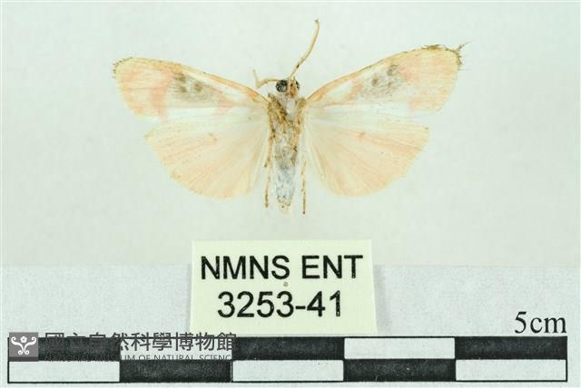 臺雪苔蛾藏品圖，第2張