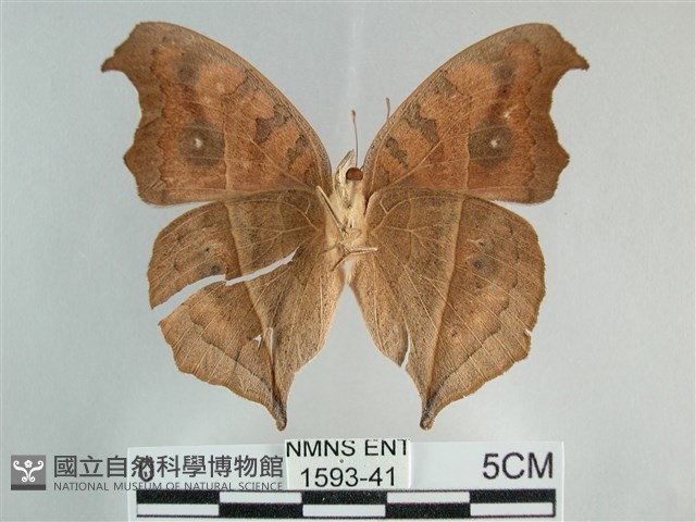 眼蛺蝶、孔雀蛺蝶藏品圖，第2張