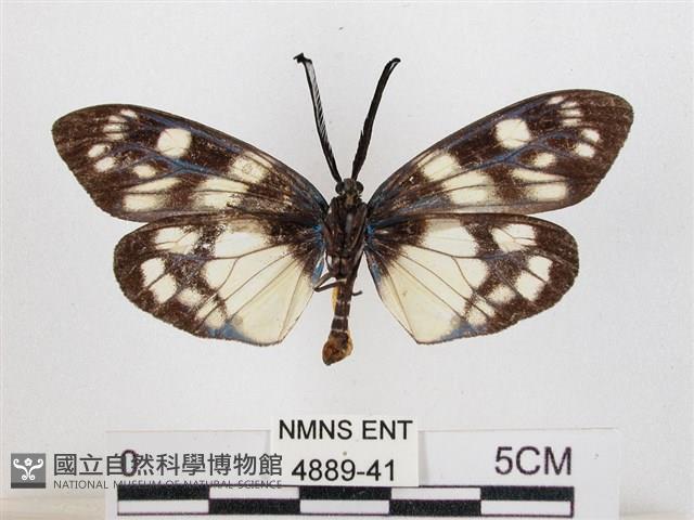 蓬萊茶斑蛾藏品圖，第2張