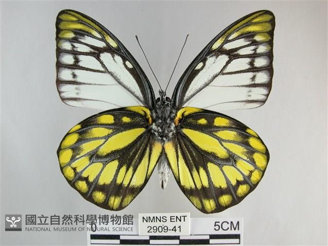 鋸粉蝶藏品圖，第2張