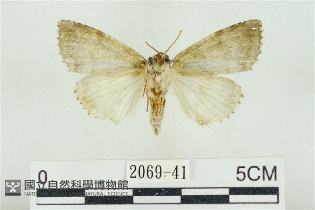 臺灣銀斑異波紋蛾藏品圖，第2張