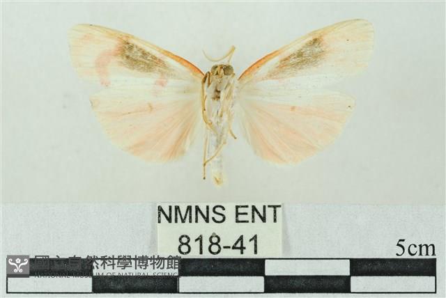 臺雪苔蛾藏品圖，第2張