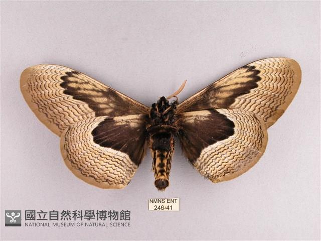 枯球籮紋蛾藏品圖，第2張