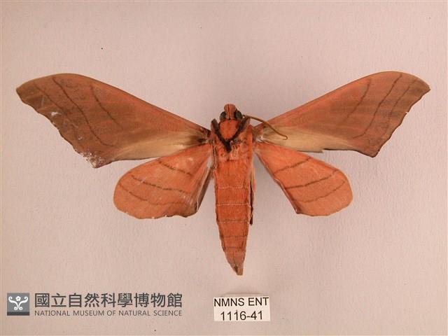 直翅六點天蛾藏品圖，第2張