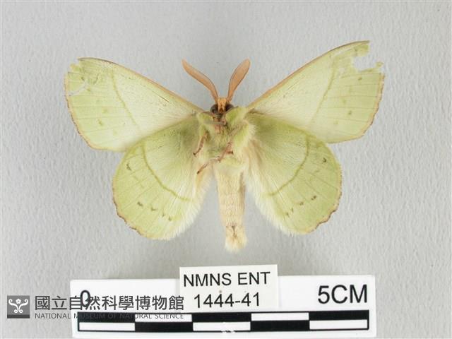 青枯葉蛾藏品圖，第2張