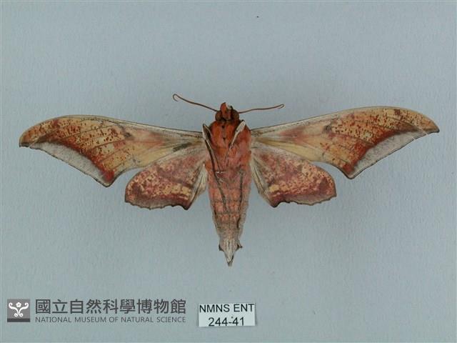 黑帶鷹翅天蛾藏品圖，第2張