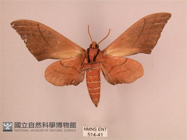 直翅六點天蛾藏品圖，第2張