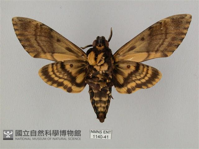 鬼臉天蛾藏品圖，第2張