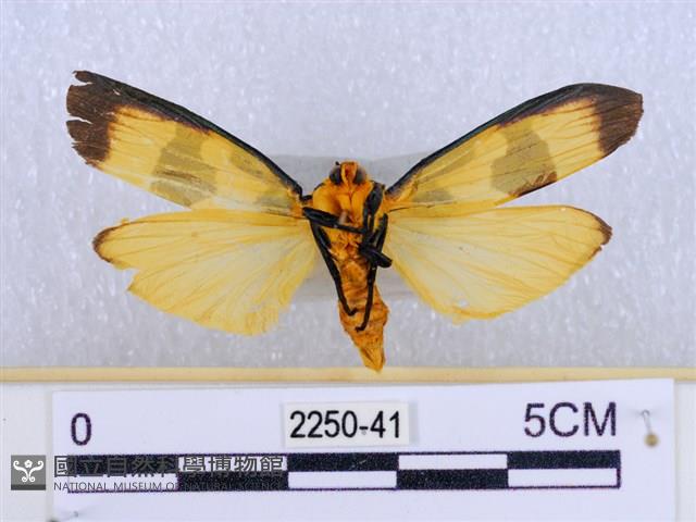 閃光苔蛾藏品圖，第2張