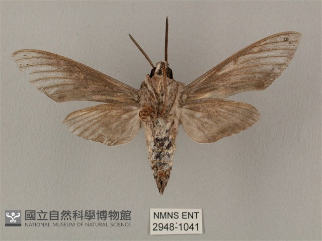蝦殼天蛾藏品圖，第2張