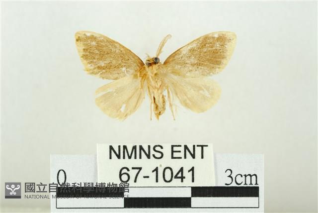 黑翅黃毒蛾藏品圖，第2張