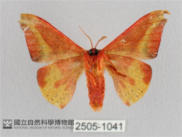 鉛斑帶鉤蛾藏品圖，第2張