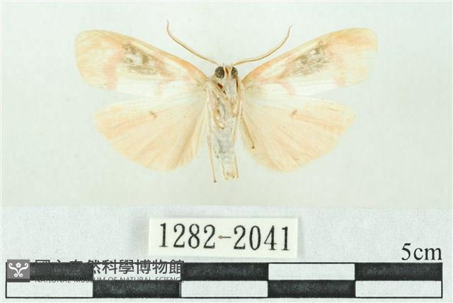 臺雪苔蛾藏品圖，第2張