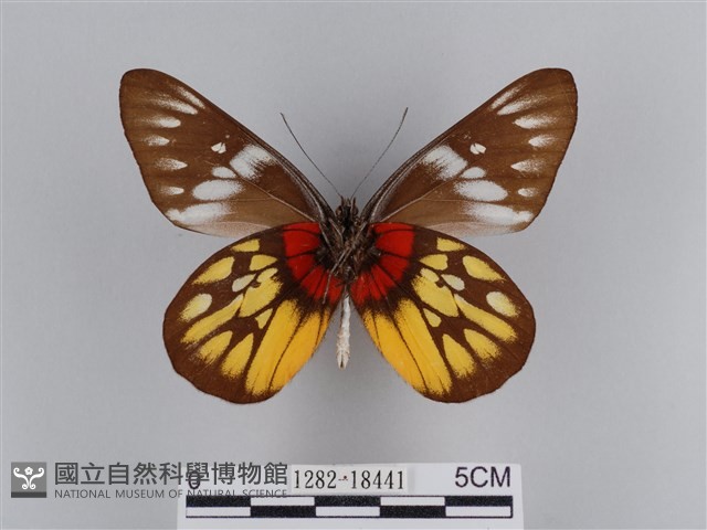 豔粉蝶藏品圖，第2張