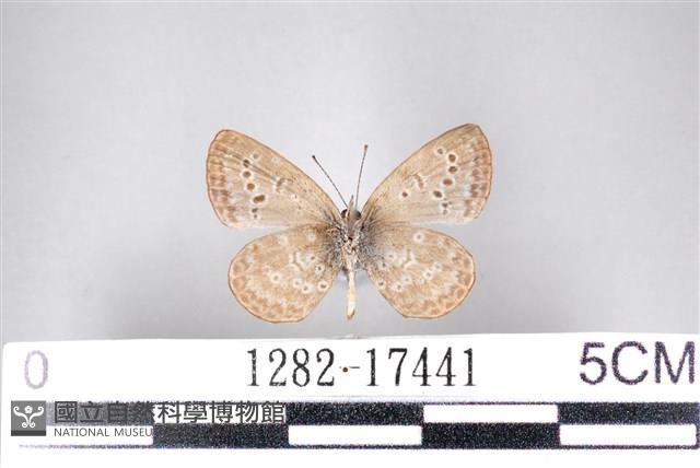 藍灰蝶沖繩亞種藏品圖，第2張