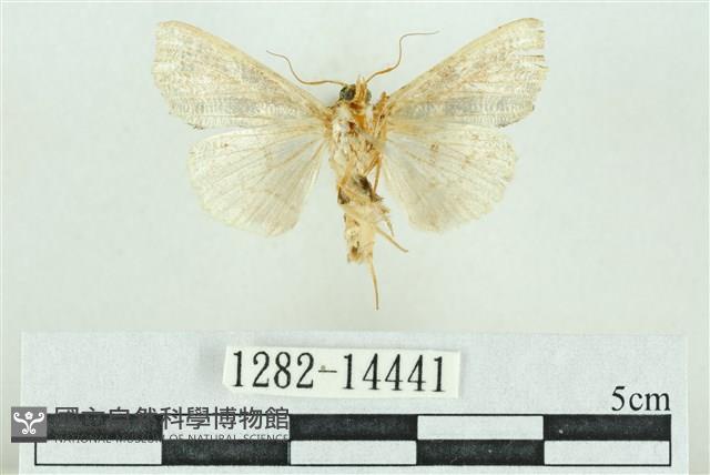 粉紅帶散紋夜蛾藏品圖，第2張