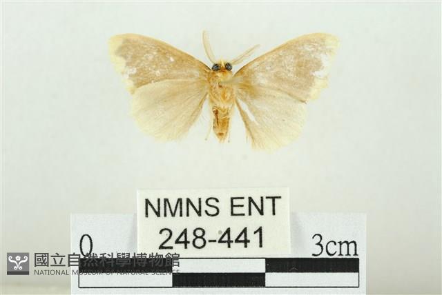 黑翅黃毒蛾藏品圖，第2張