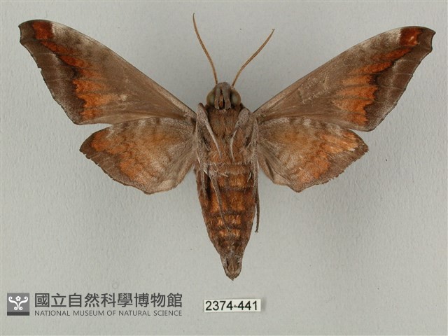 全緣缺角天蛾藏品圖，第2張