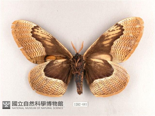 枯球籮紋蛾藏品圖，第2張