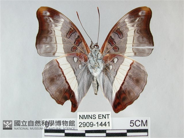 紫俳線蛺蝶藏品圖，第2張