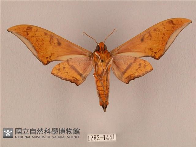 裂斑鷹翅天蛾藏品圖，第2張