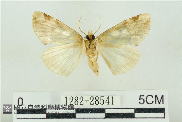 連珠波紋蛾藏品圖，第2張