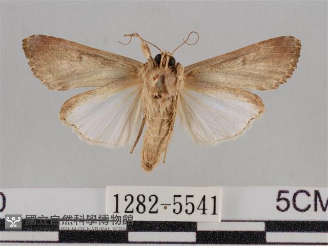 斜紋夜盜蛾藏品圖，第2張