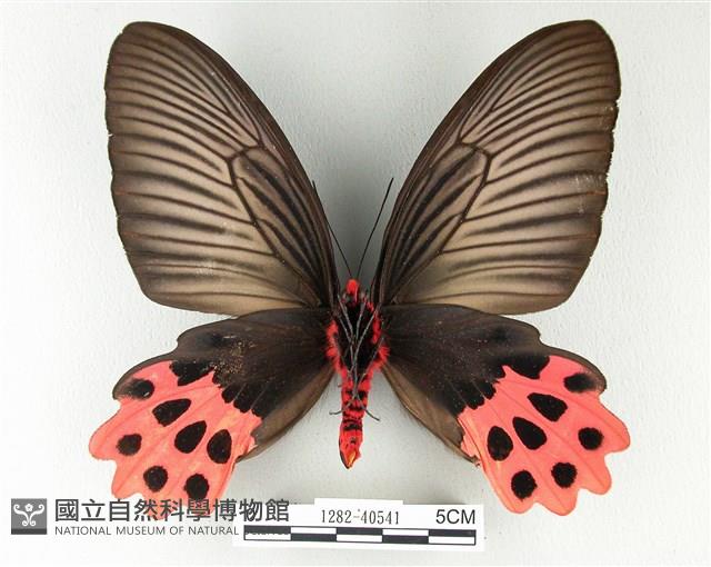 Accession Number:001282-40541 Collection Image, Figure 2, Total 3 Figures