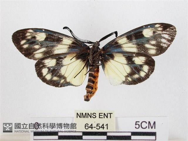 蓬萊茶斑蛾藏品圖，第2張