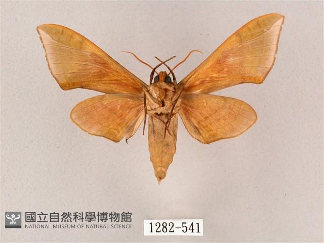 榆綠天蛾藏品圖，第2張