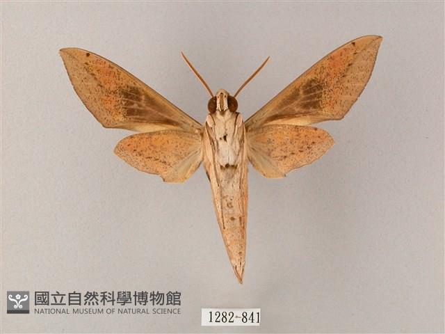 藏斜紋天蛾藏品圖，第2張