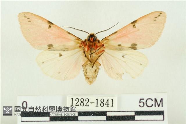 棍棒污燈蛾藏品圖，第2張