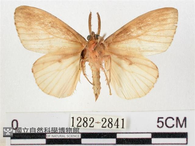 木毒蛾藏品圖，第2張