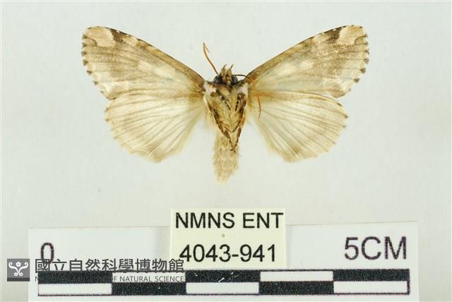 連珠波紋蛾藏品圖，第2張