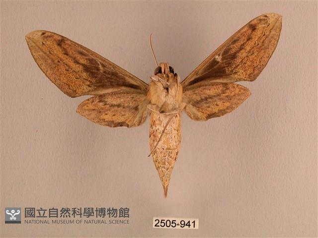 背線天蛾藏品圖，第2張