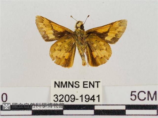 淡黃斑弄蝶藏品圖，第2張