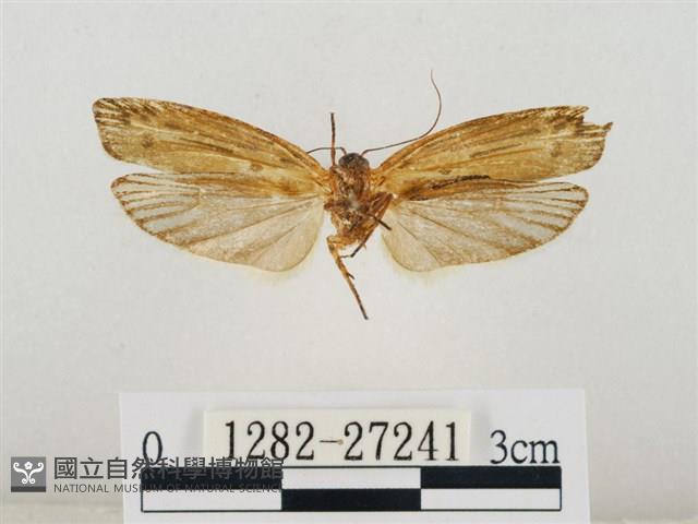 線紋篩蛾藏品圖，第2張