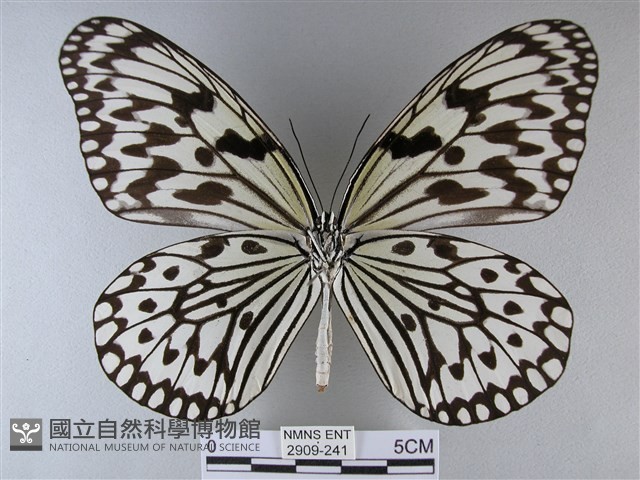 大白斑蝶藏品圖，第2張