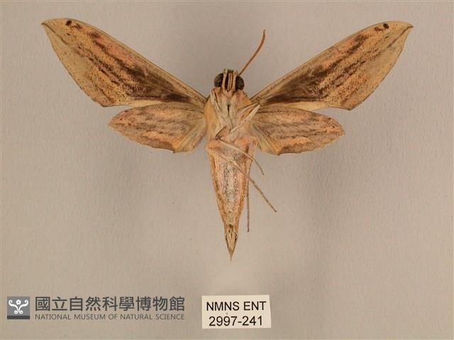 棕綠背線天蛾藏品圖，第2張