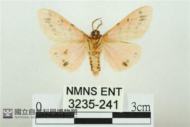 三條橙燈蛾藏品圖，第2張