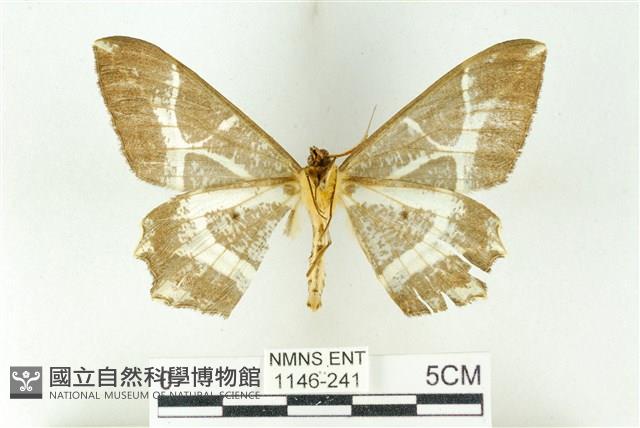 樹形尺蛾藏品圖，第2張