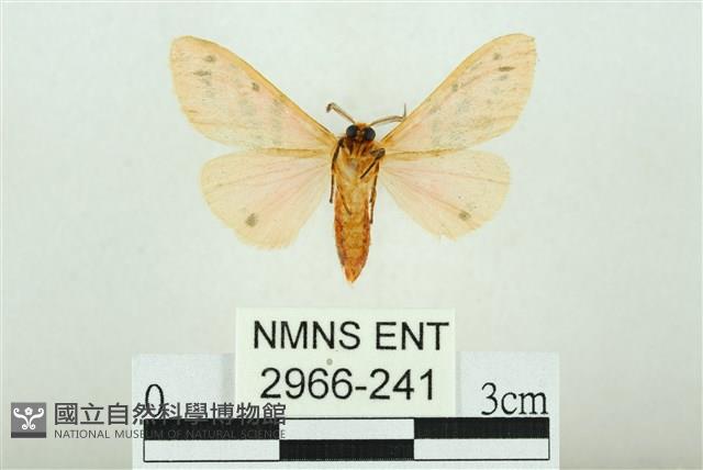 三條橙燈蛾藏品圖，第2張